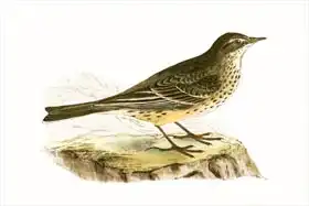 English school (19th century): Pennsyvlanian Pipit, illustration from 