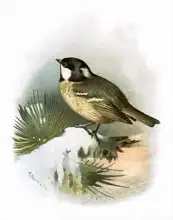 English school (20th century): Cole tit