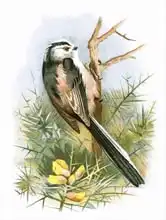English school (20th century): Long tailed Titmouse