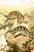 English school (19th century): Linsangs