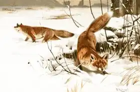 Kuhnert, Wilhelm: Common fox