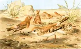 English school (19th century): Desert Finch and desert Lark