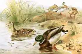 Smit, Joseph: Wild Duck