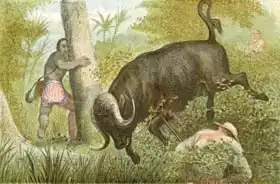English school (19th century): The Buffalo - 