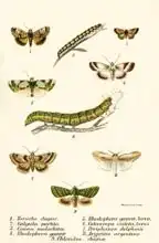 English school (19th century): Butterflies