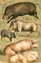 English school (19th century): Wild Boar, Wart Hog, Peccary, Sow and Pigs