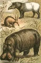 English school (19th century): Cape Anteater, Malay Tapir and Hippopotamus