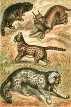 English school (19th century): Wild Cat, Serval, Ounce and Caracal