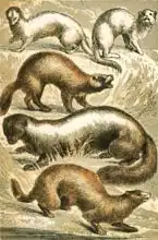 English school (19th century): Stoat, Ermine, Polecat, Skunk and Mink or Minx