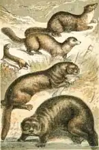 English school (19th century): Weasel, Sable, Marten, Otter and Sea Otter