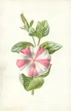 Hulme, Frederick Edward: Striped Petunia