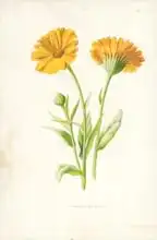 Hulme, Frederick Edward: Common Marigold