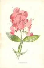 Hulme, Frederick Edward: Everlasting Pea