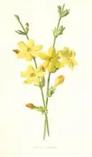 Hulme, Frederick Edward: Winter Jasmine