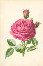 Hulme, Frederick Edward: Rose