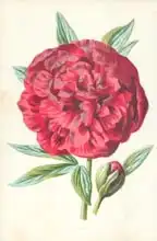 Hulme, Frederick Edward: Peony