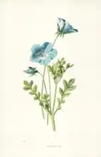 Hulme, Frederick Edward: Nemophila