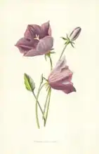 Hulme, Frederick Edward: Turbinate Bell-Flower