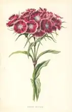 Hulme, Frederick Edward: Sweet William