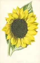Hulme, Frederick Edward: Sunflower