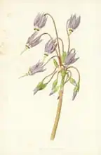 Hulme, Frederick Edward: American Cowslip