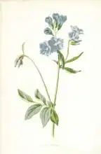 Hulme, Frederick Edward: Greek Valerian