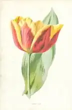 Hulme, Frederick Edward: Early Tulip