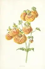 Hulme, Frederick Edward: Calceolaria
