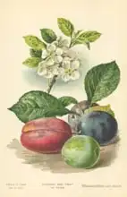 Boot, William Henry James: Flowers and Fruit of Plum