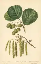 Boot, William Henry James: Alder, Catkins and Foliage