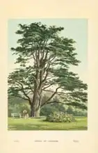 Boot, William Henry James: Cedar of Lebanon