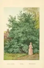 Boot, William Henry James: Laurel