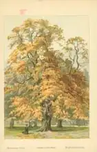 Boot, William Henry James: Horse-Chestnut
