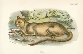 English school (19th century): Fossa