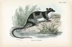 English school (19th century): Water-Opossum