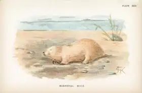 English school (19th century): Marsupial Mole