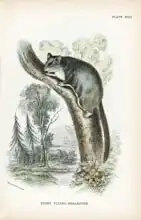English school (19th century): Pigmy Flying-Phalanger