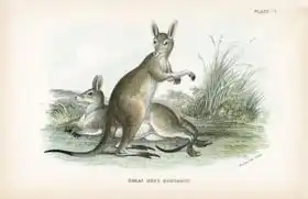 English school (19th century): Great Grey Kangaroo