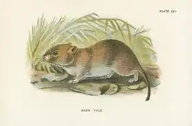 English school (19th century): Bank Vole
