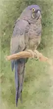 Marks, Henry Stacey: Hyacinth Macaw