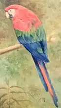 Marks, Henry Stacey: Red and Blue Macaw