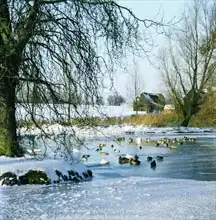 Unknown: Duck Pond in Winter near Finchingfield, Essex