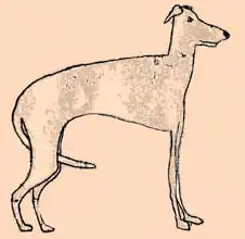 Thompson-Engels, Sara: Skinny dog