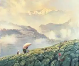 Scott Bolton, Tim: Tea Picking, Darjeeling, India