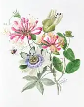 Hodgson, Ursula: Honeysuckle and Passion flower