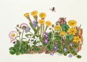 Hodgson, Ursula: Purple and White Violets, Daisy, Celandine and Forget-me-not