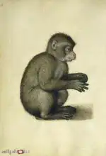 Dürer, Albrecht: Monkey
