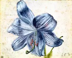 Dürer, Albrecht: Study of a lily