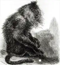English school (19th century): The Indian Waderoo Monkey (Silenus Veter) engraved by Pearson, October 1859