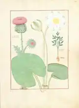 Testard, Robinet: Plumed thistle, Water lily and Castor bea